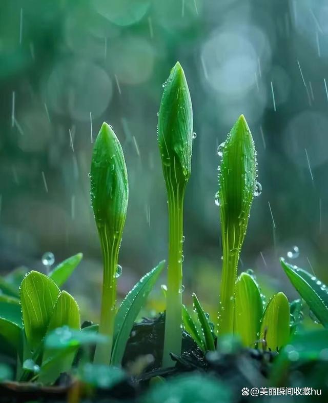 最新雨水，滋润大地，赋予新生