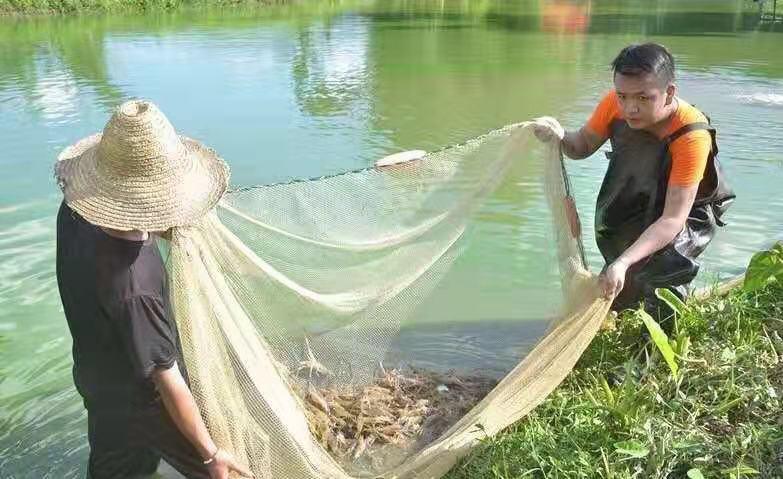 瑞丽最新报道，多元文化的交融与边疆发展的活力